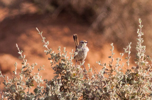 Rufous Fieldwren