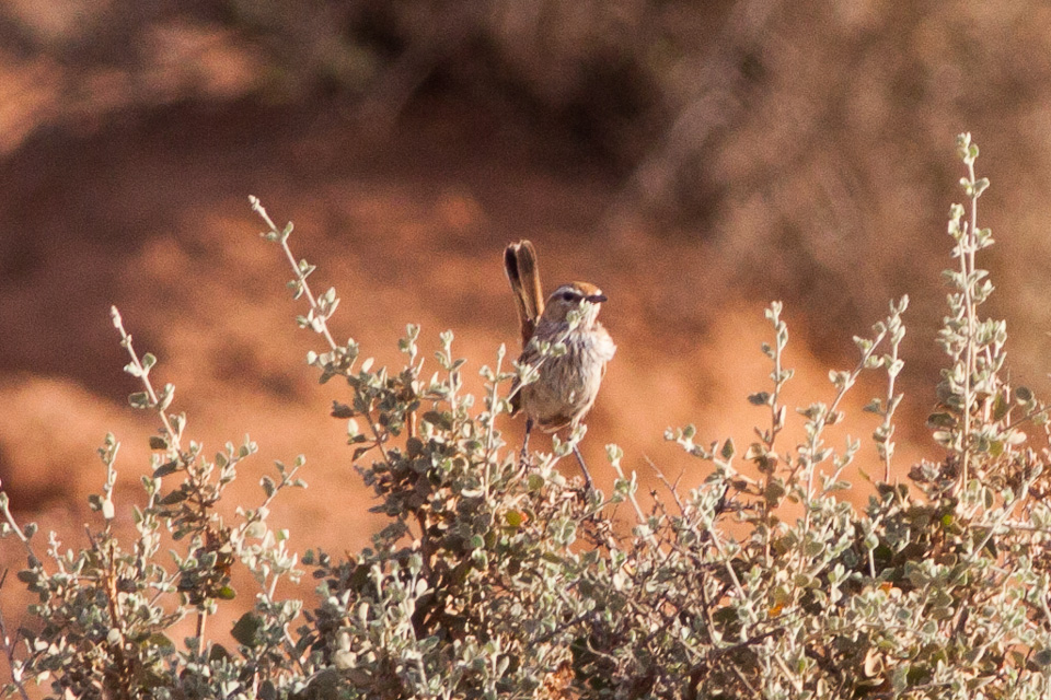 Rufous Fieldwren