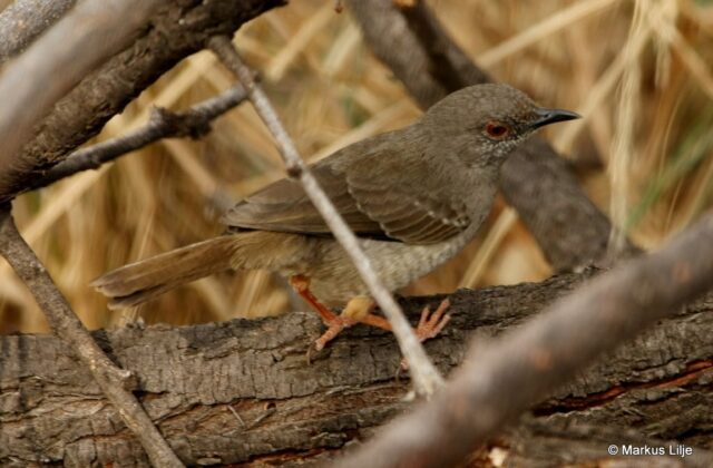 Miombo Wren-Warbler