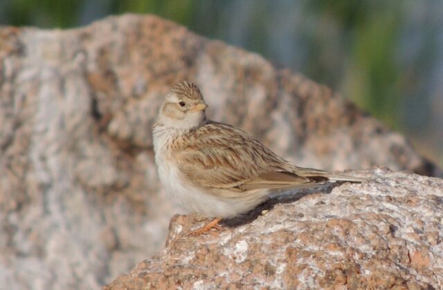Asian Short-toed Lark