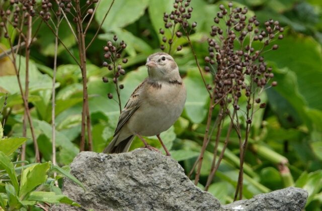 Mongolian Short-toed Lark