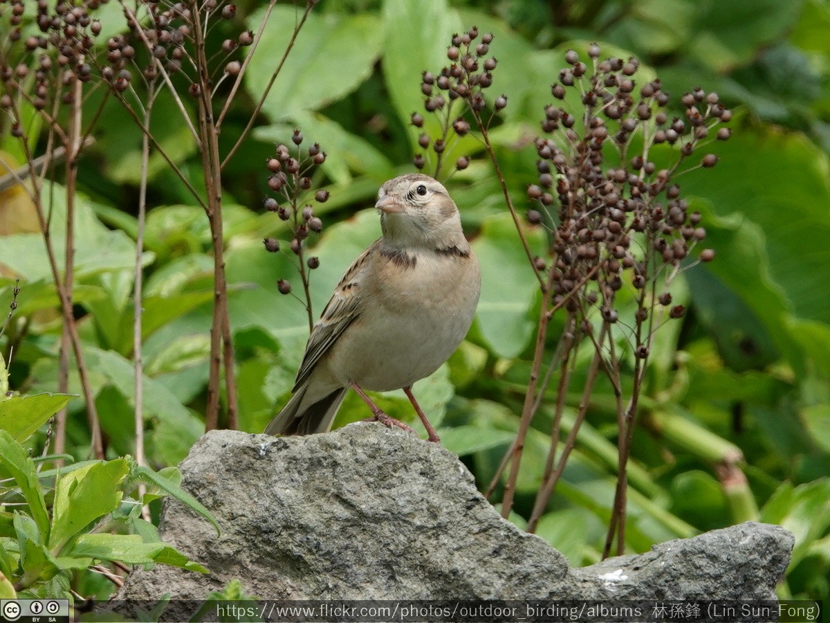 Mongolian Short-toed Lark