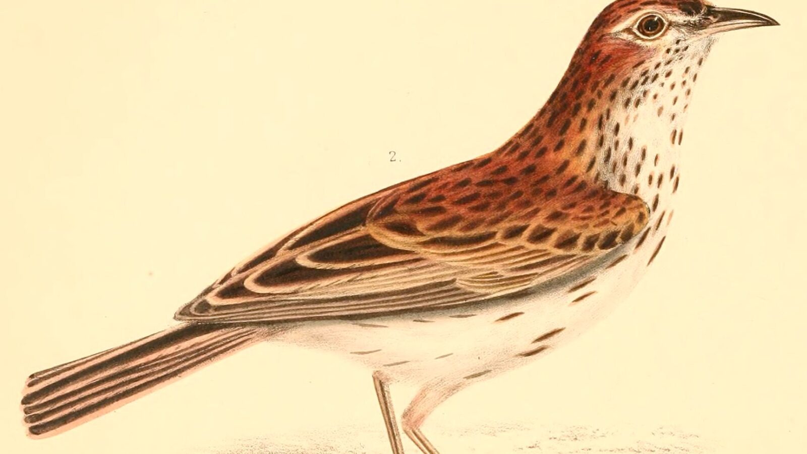 Karoo Lark