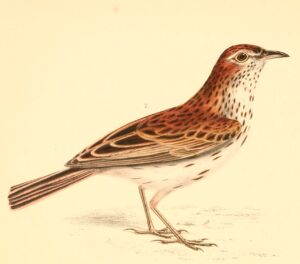 Karoo Lark
