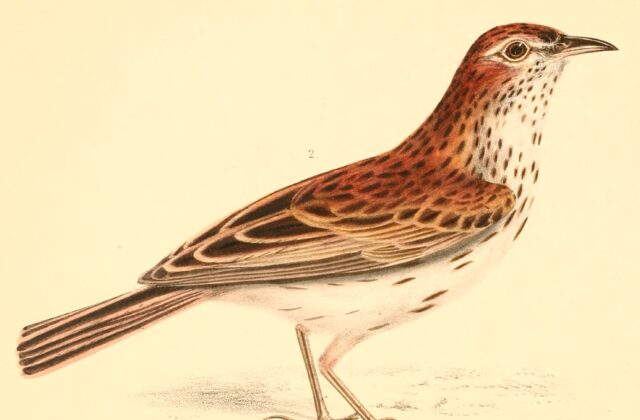 Karoo Lark