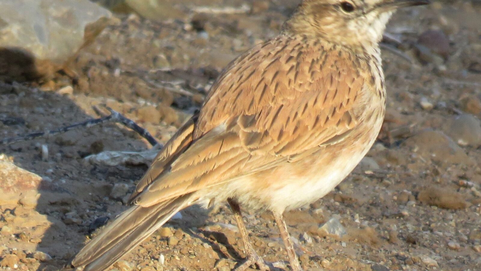 Dune Lark