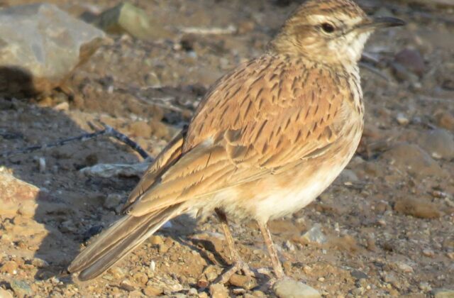 Dune Lark