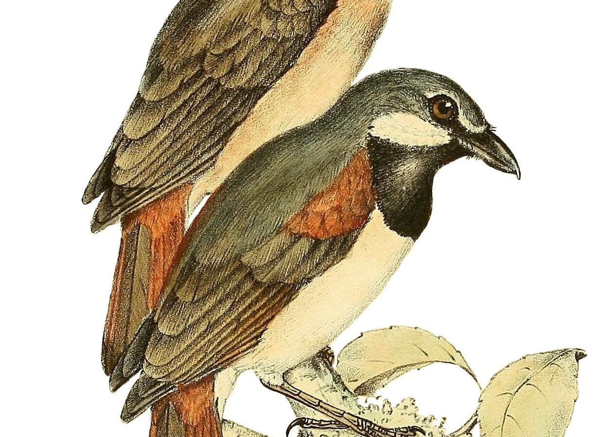 Red-tailed Vanga