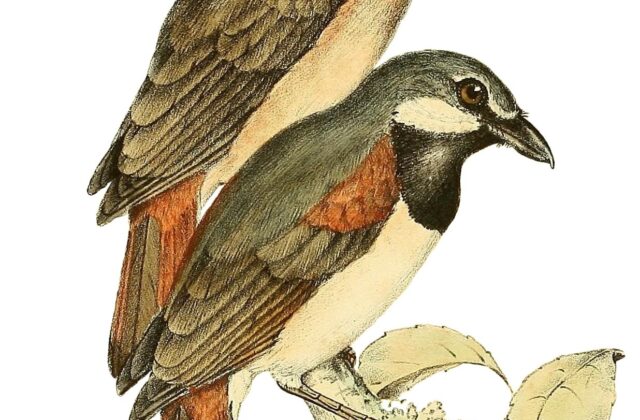 Red-tailed Vanga
