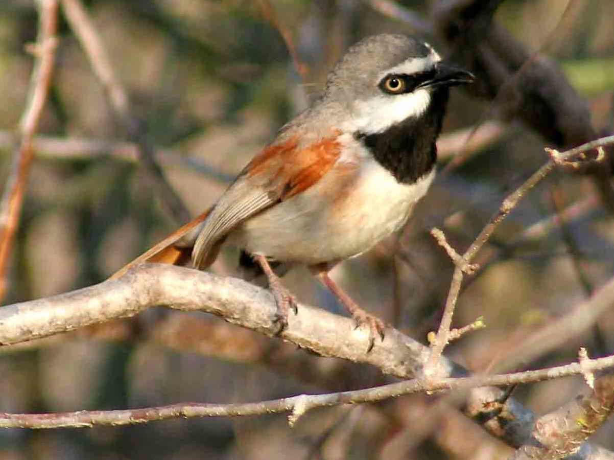 Red-shouldered Vanga