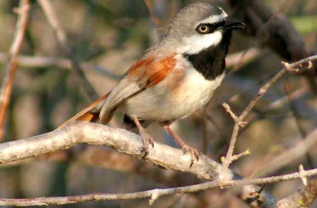 Red-shouldered Vanga