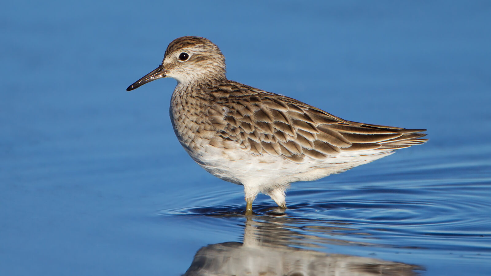 Sharp-tailed Sandpiper