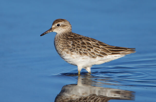 Sharp-tailed Sandpiper