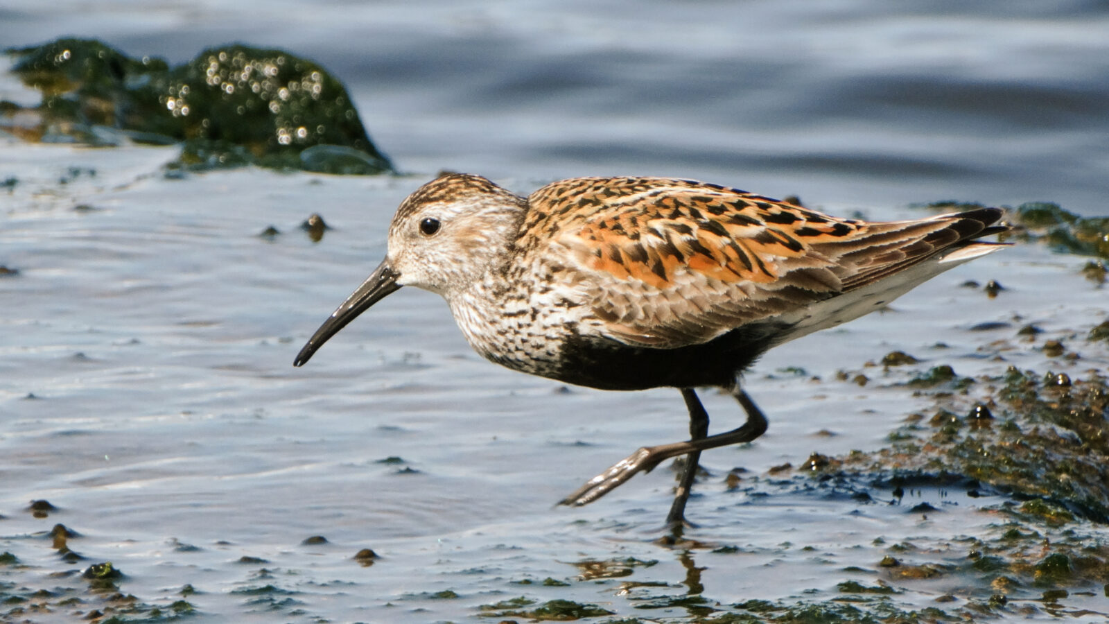 Dunlin