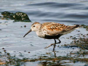 Dunlin