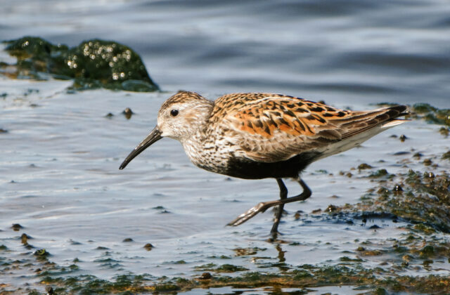 Dunlin