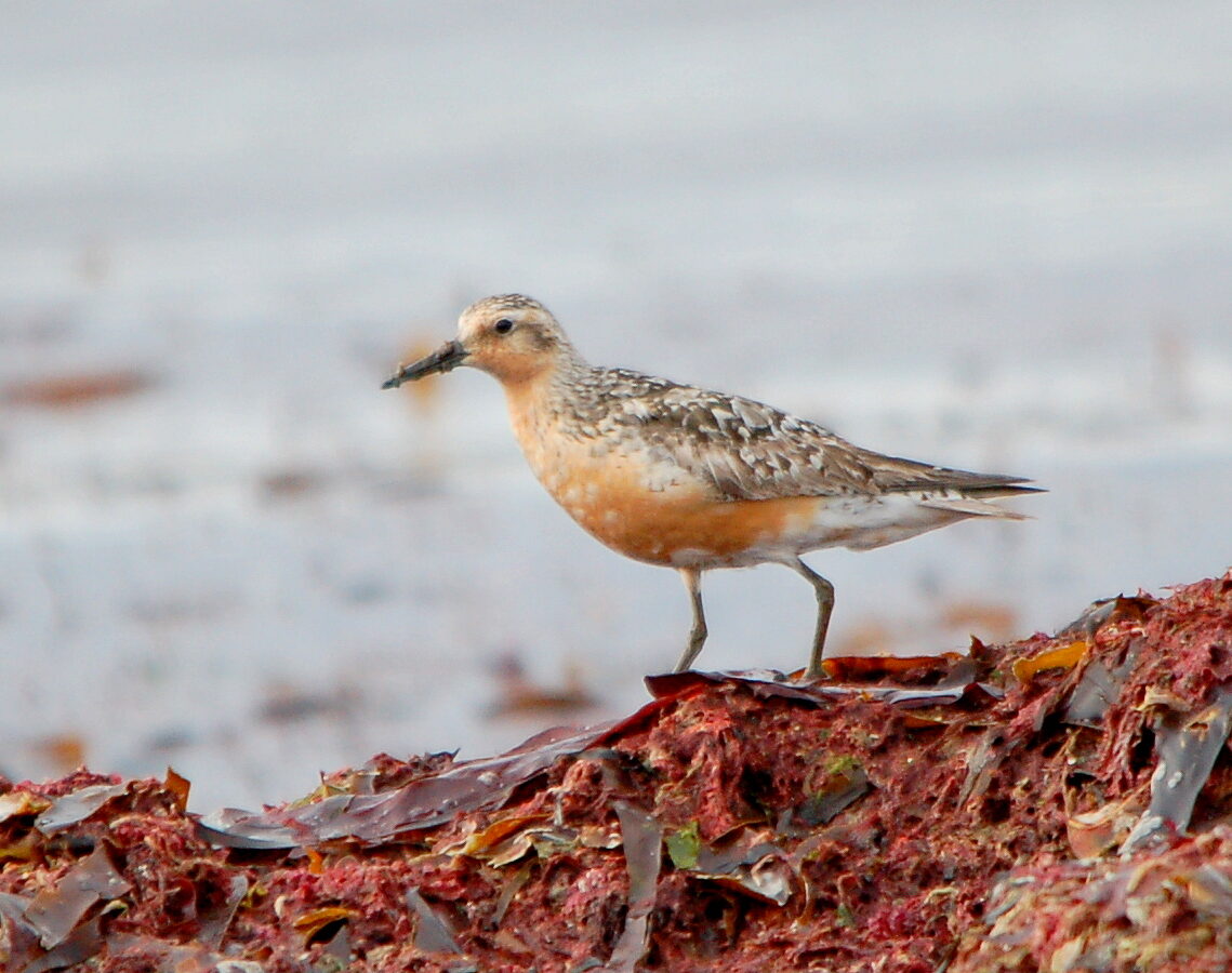 Red Knot