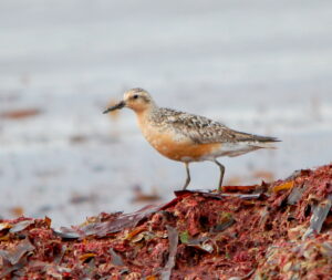 Red Knot