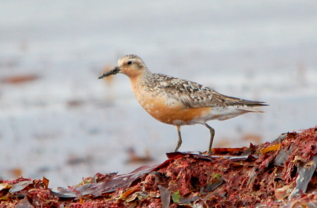 Red Knot