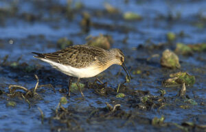 Curlew Sandpiper