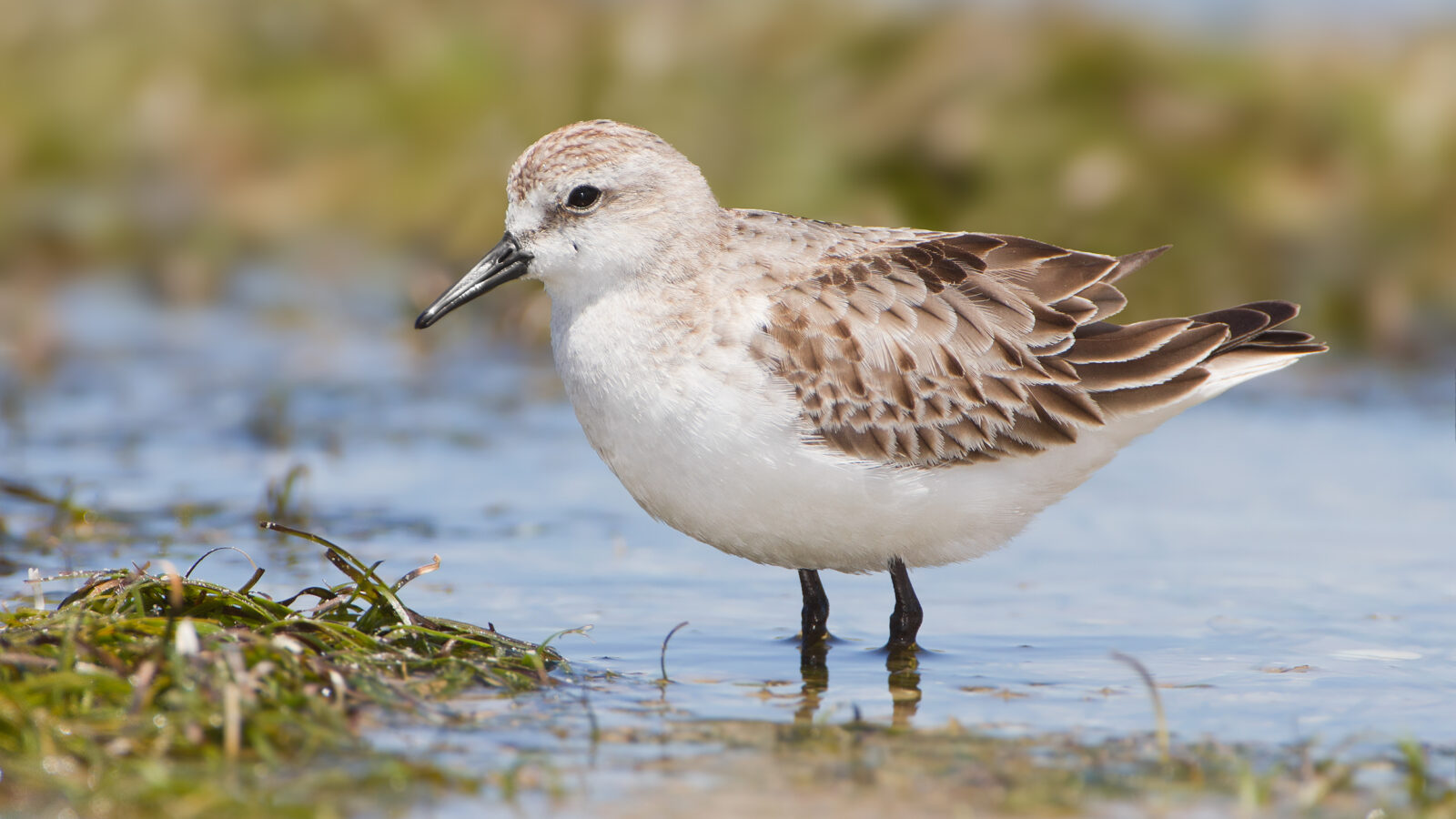 Red-necked Stint