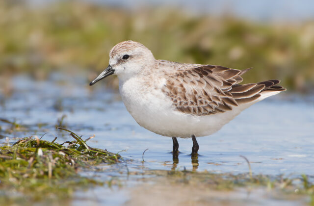 Red-necked Stint