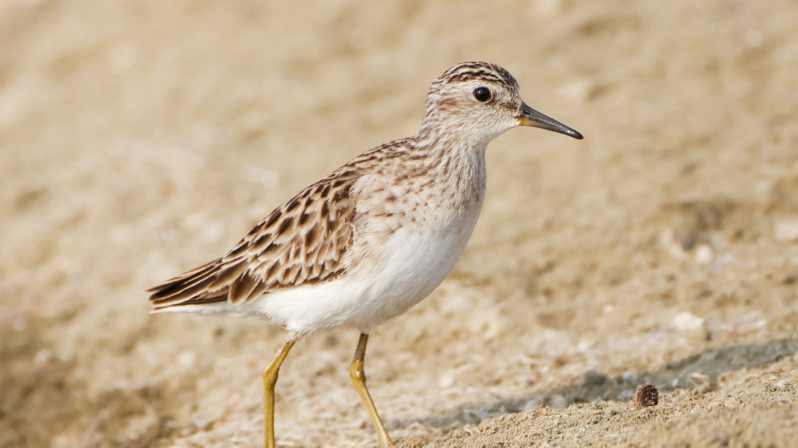 Long-toed Stint
