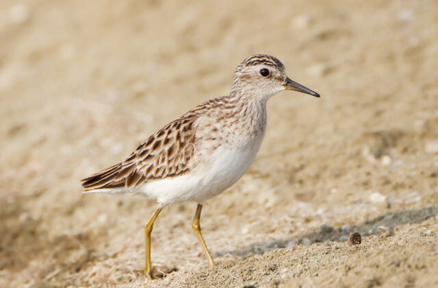 Long-toed Stint