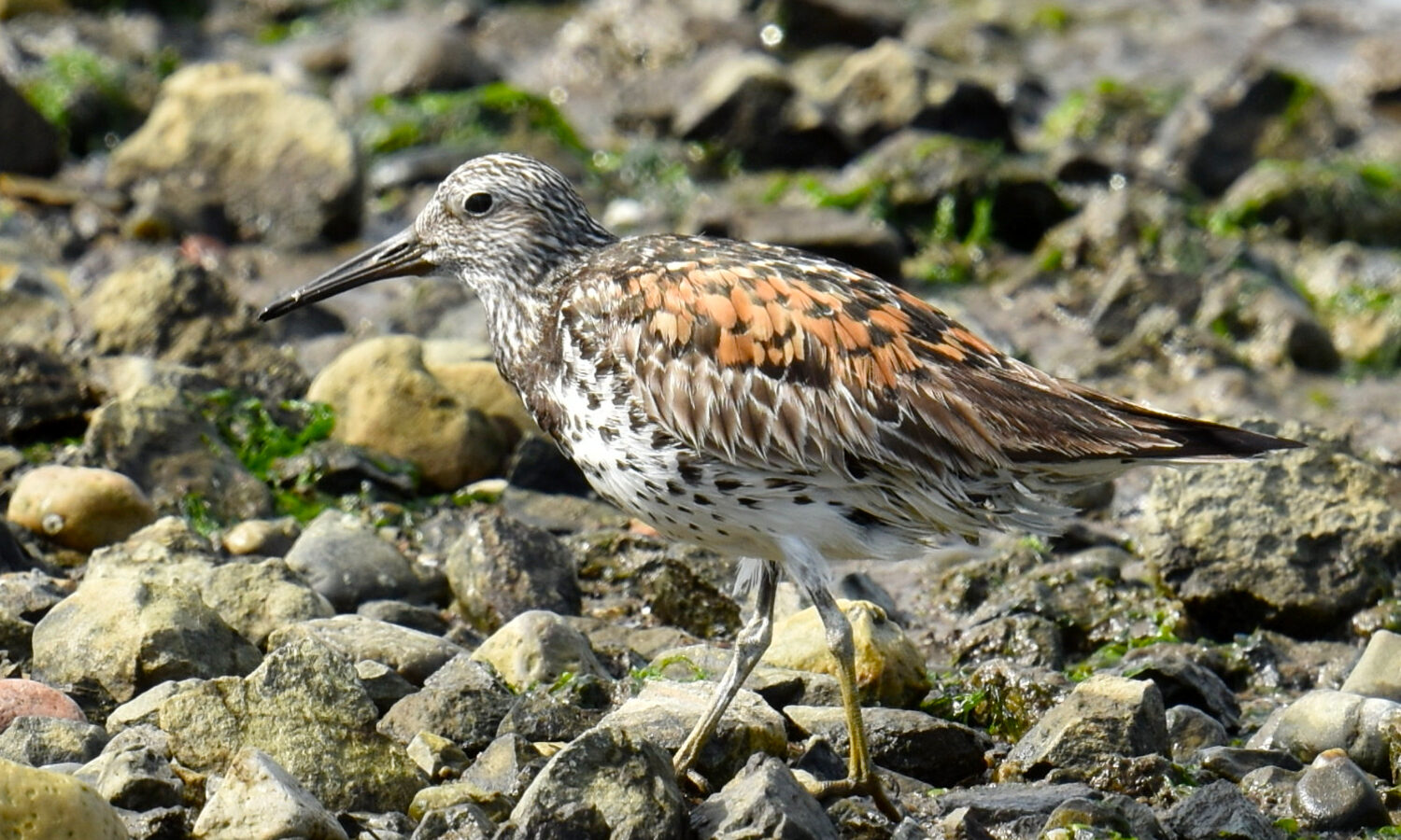 Great Knot