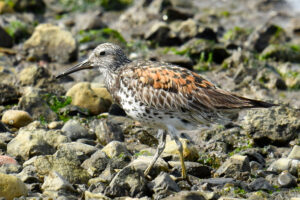 Great Knot