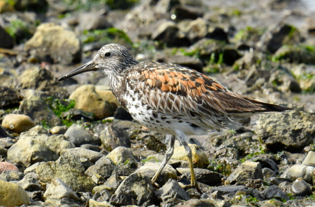 Great Knot