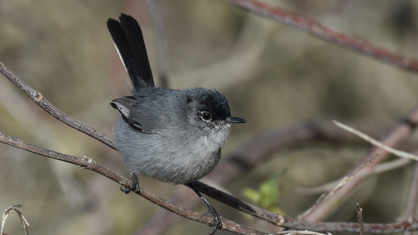 California Gnatcatcher