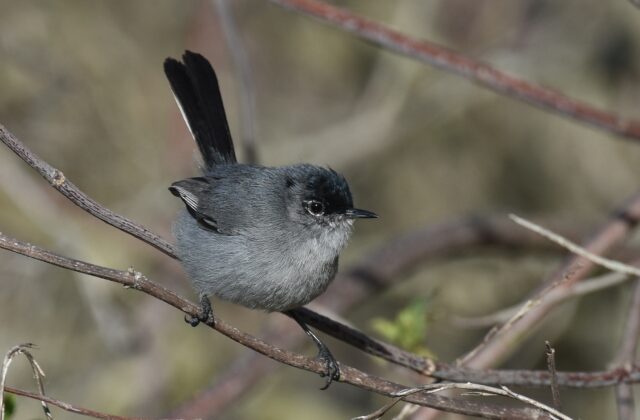 California Gnatcatcher