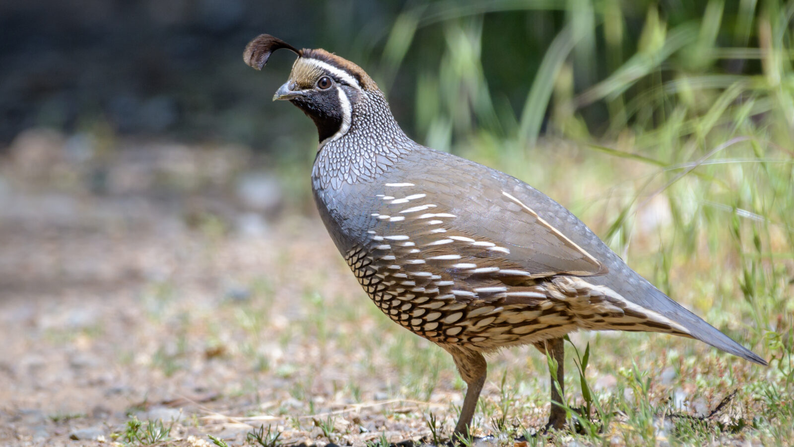 California Quail