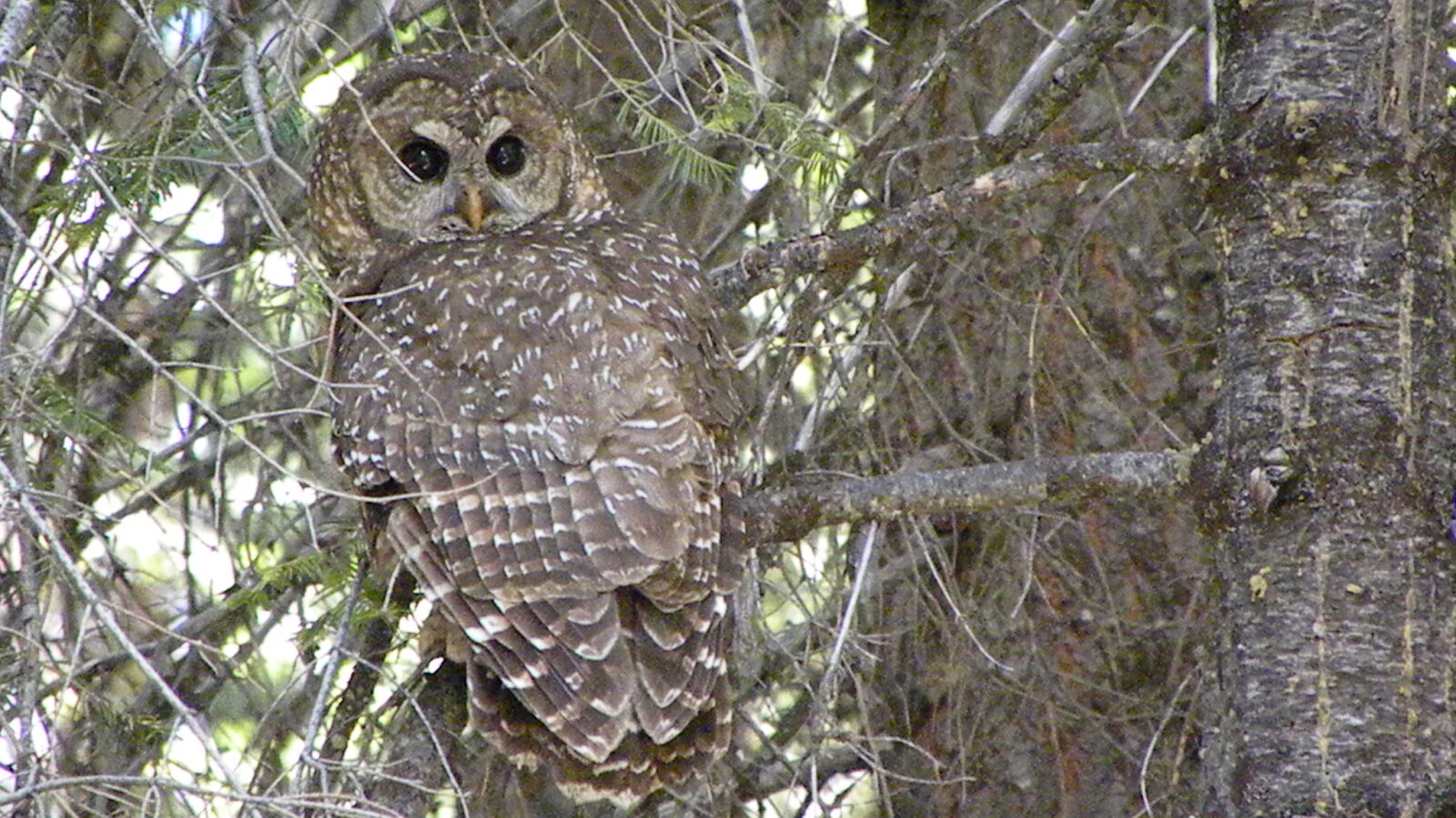 Spotted Owl