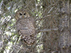 Spotted Owl