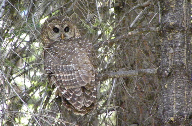 Spotted Owl