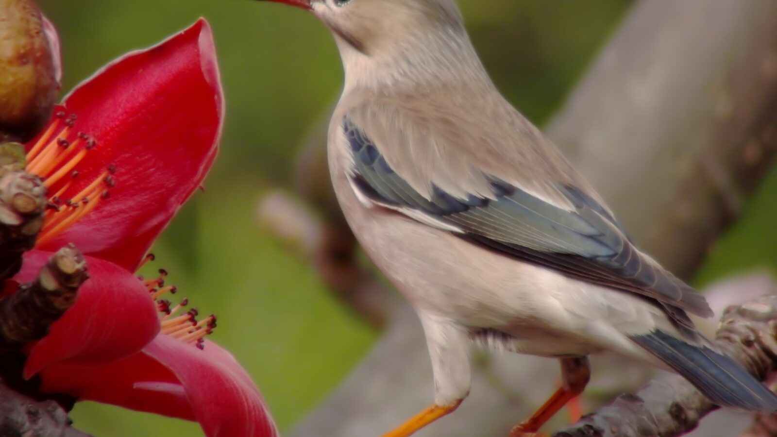 Red-billed Starling