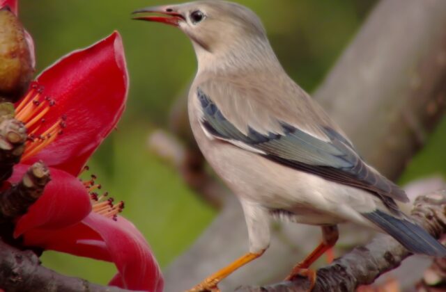 Red-billed Starling