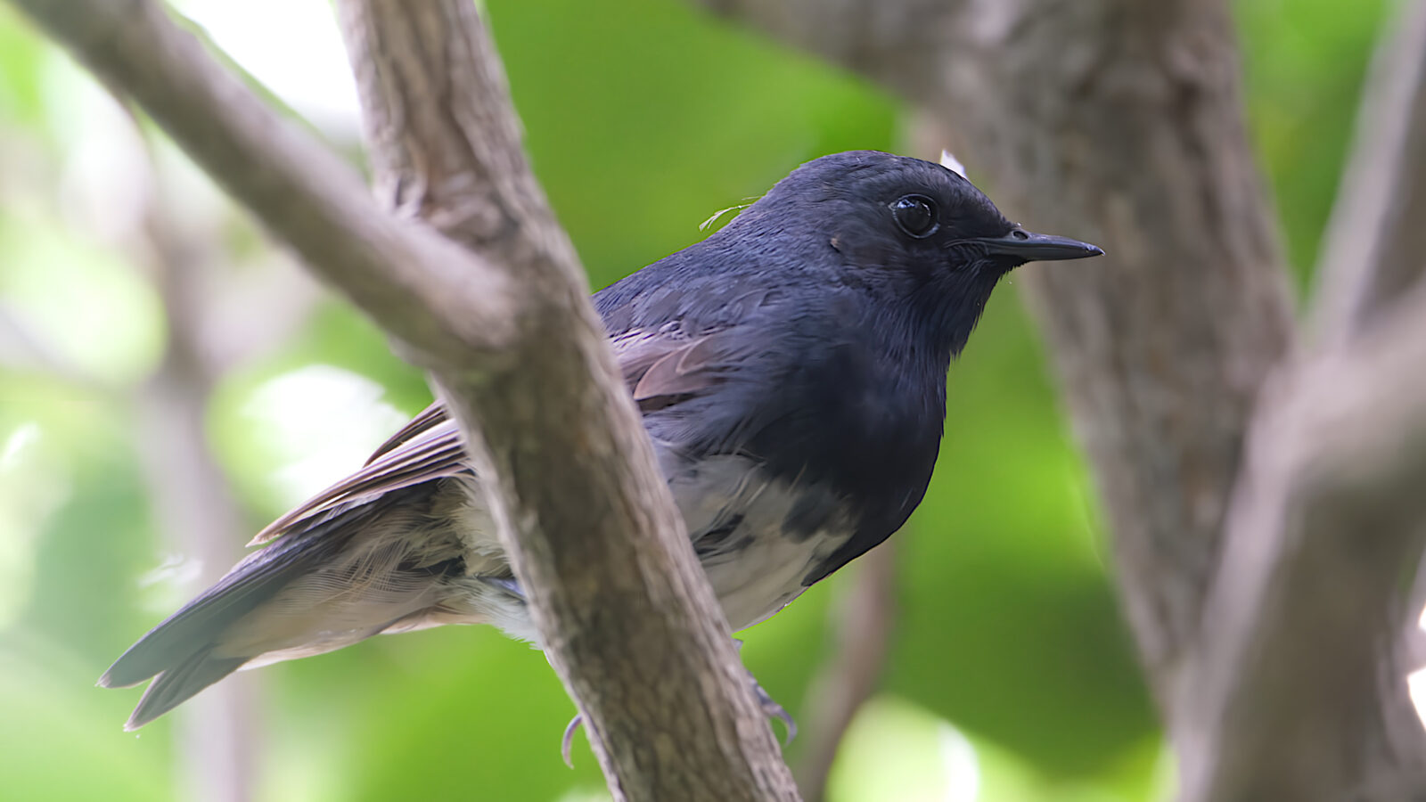 Blackthroat