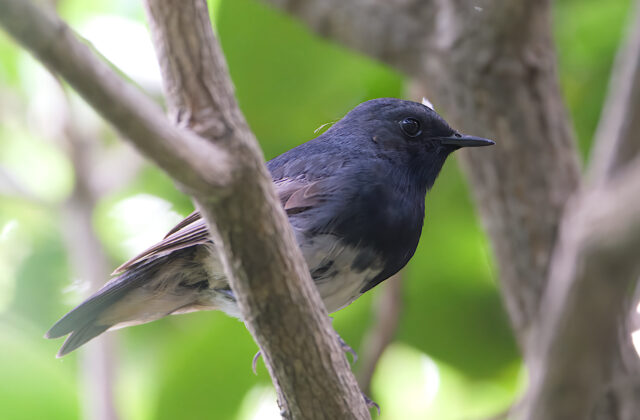 Blackthroat