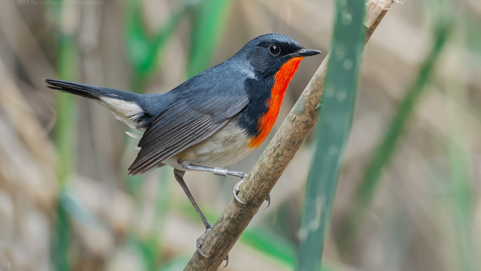Firethroat