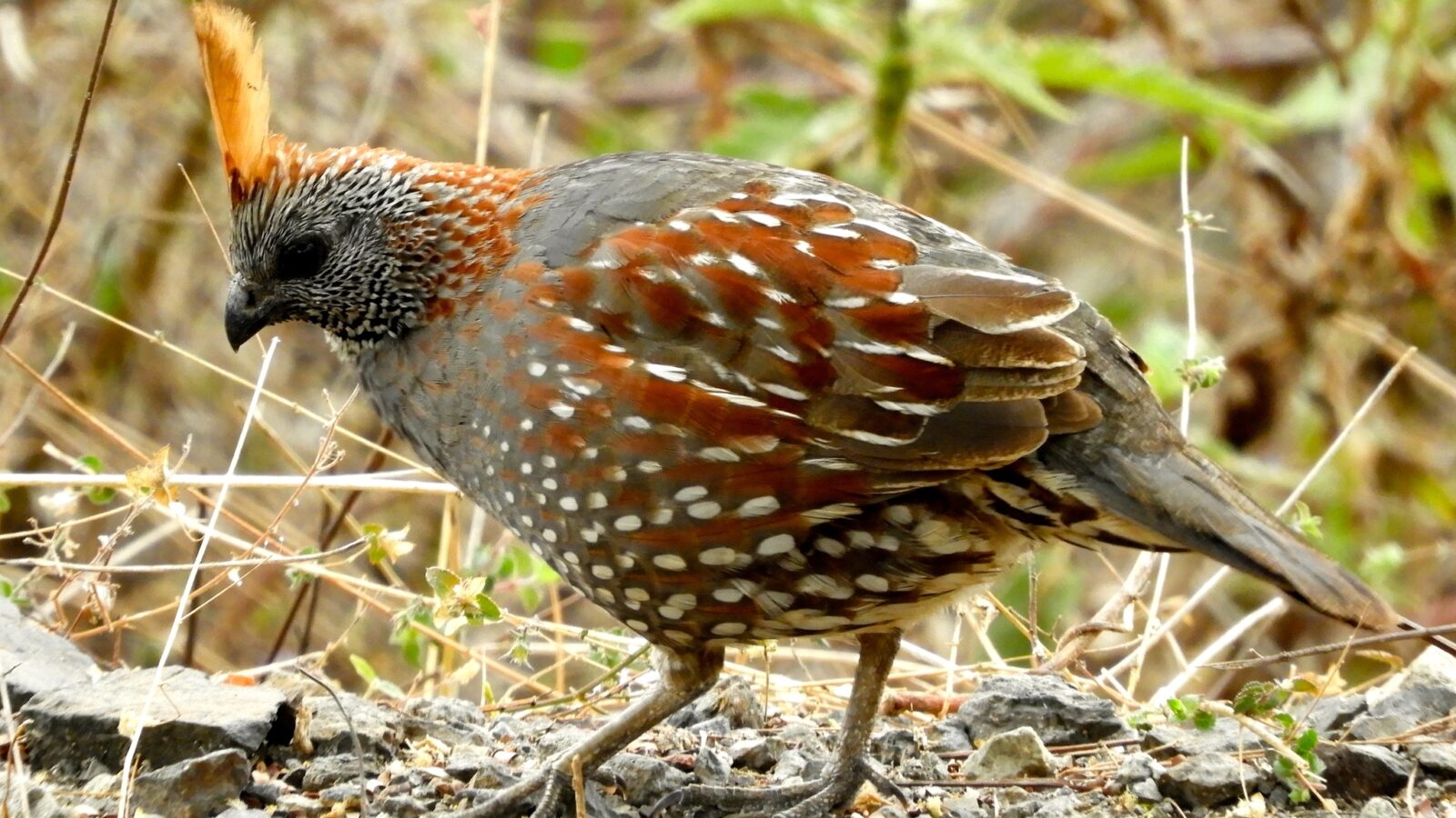 Elegant Quail