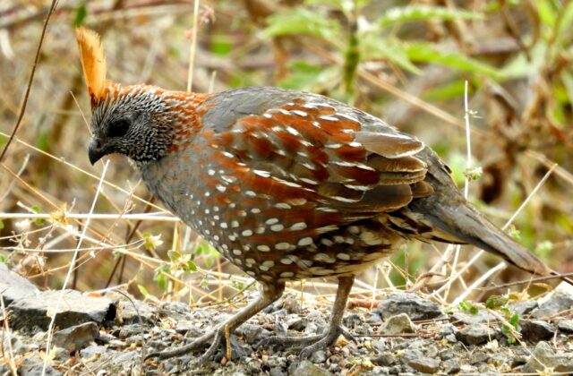 Elegant Quail
