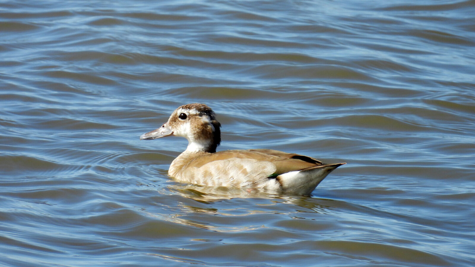 Ringed Teal