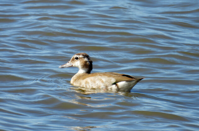 Ringed Teal