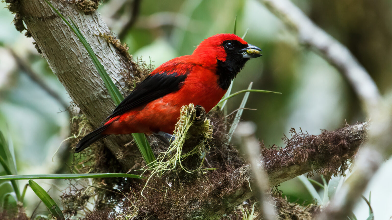 Vermilion Tanager
