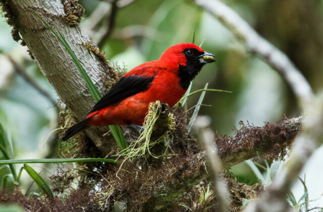 Vermilion Tanager