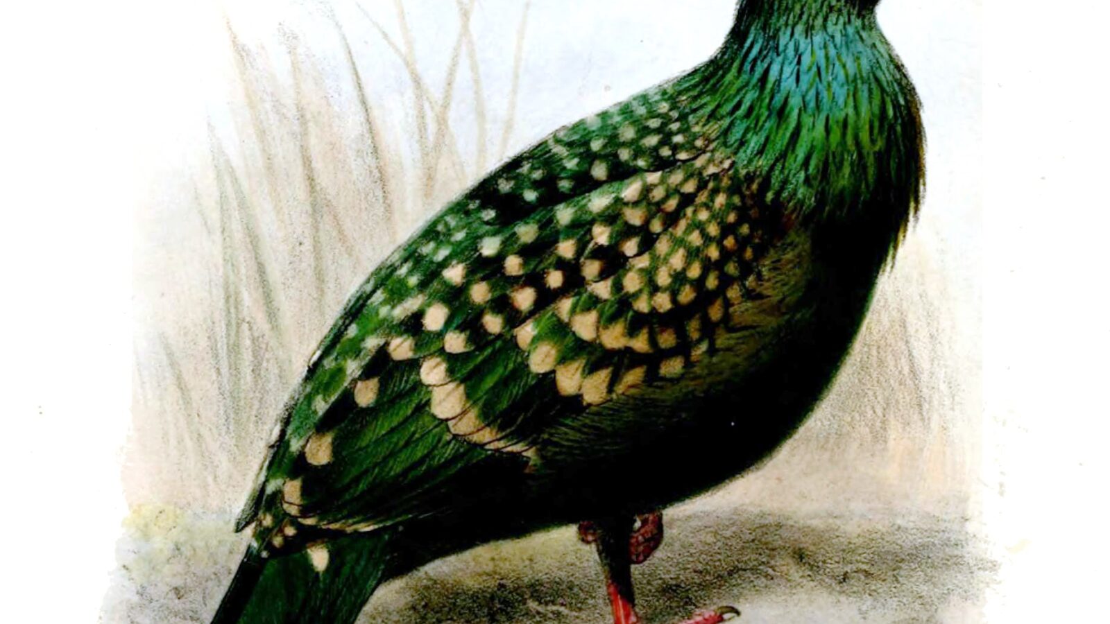 Spotted Green Pigeon