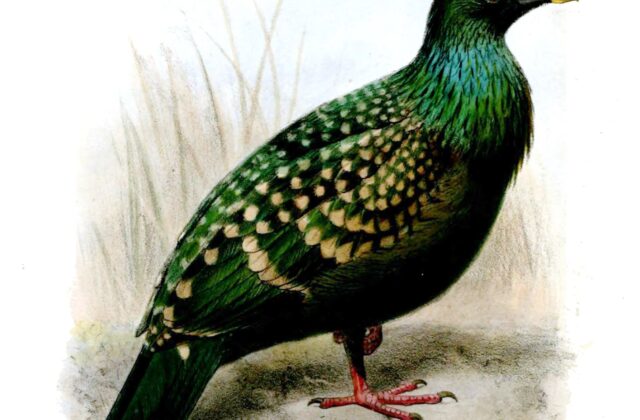 Spotted Green Pigeon